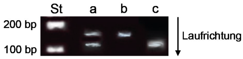 Gelelektrophorese mit DNA-Banden in den Spuren St, a, b und c, markiert mit 100 bp und 200 bp.